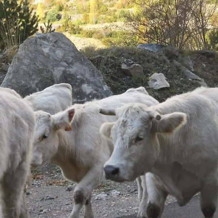 Borda Marianet Cerler