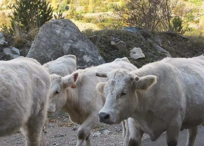 Borda Marianet Cerler